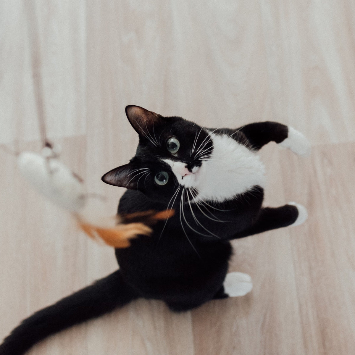 Cats